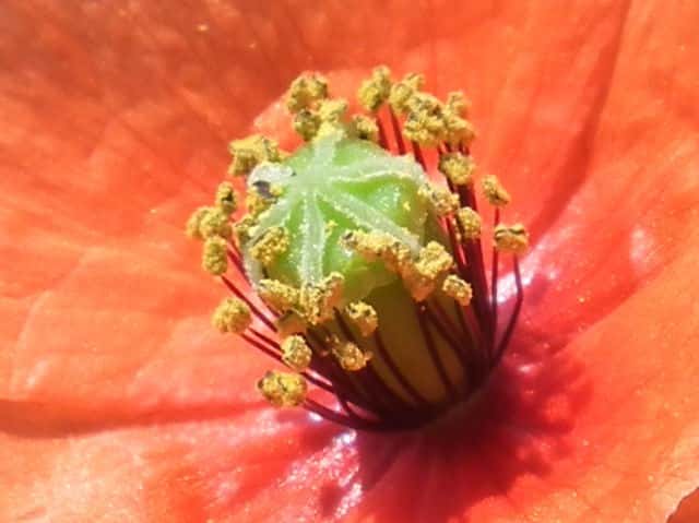 ナガミヒナゲシ花