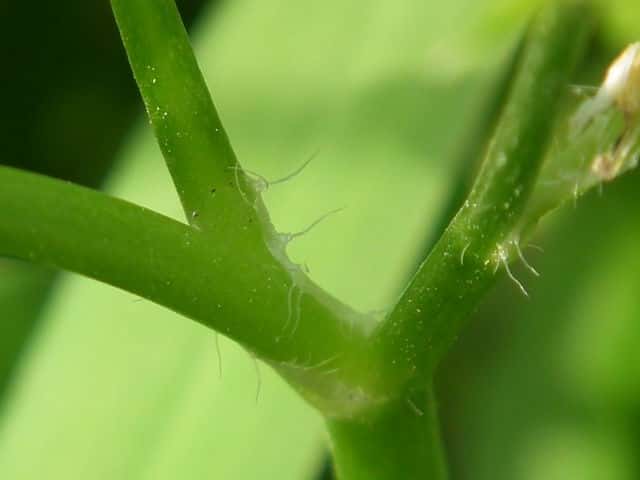 トゲミノキツネノボタン茎