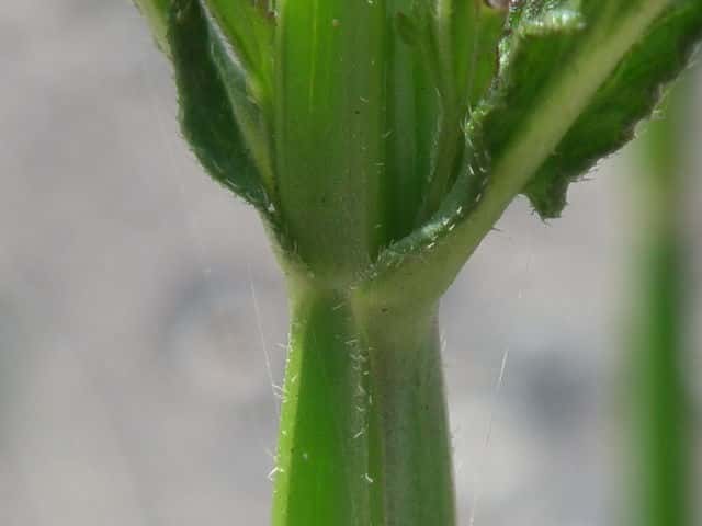 アレチハナガサ茎