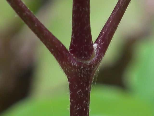 ケハンショウヅル茎