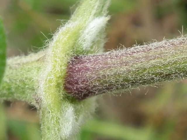 センニンソウ茎