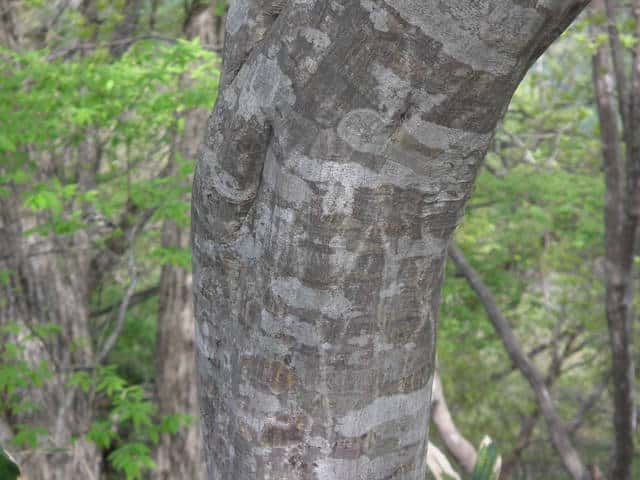 アカシデ樹皮