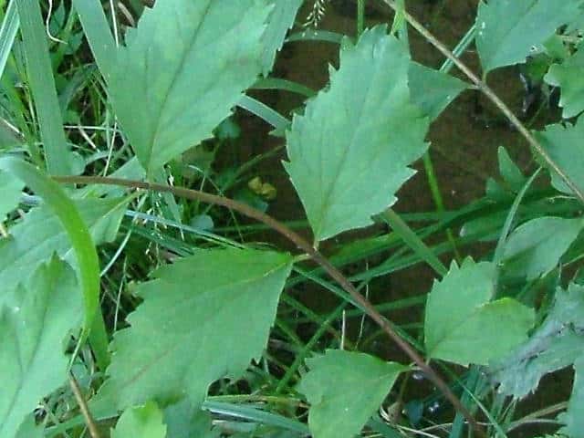 オオヒヨドリバナ葉