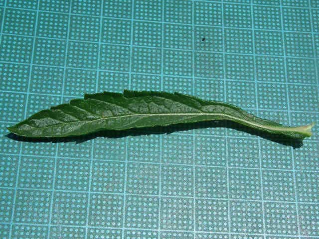 ヤナギハナガサ葉