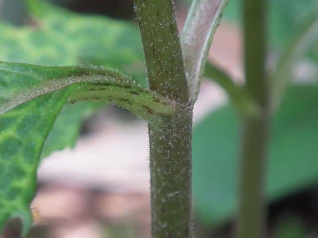 オオヒヨドリバナ茎