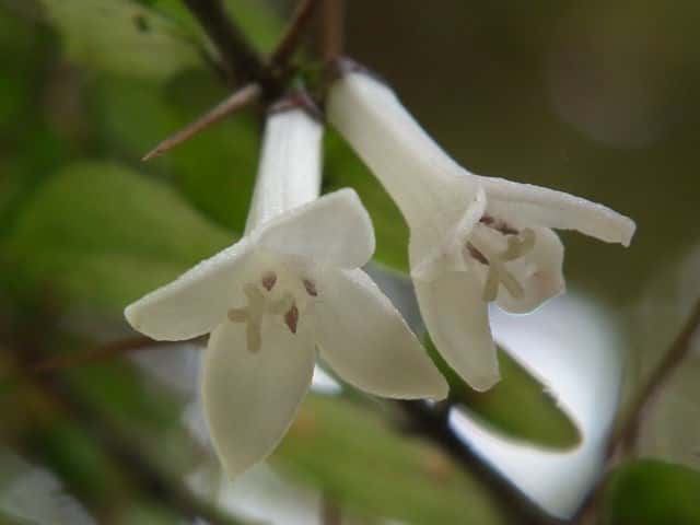 アリドオシ花
