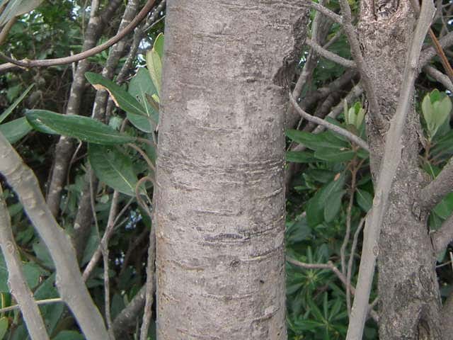 トベラ樹皮