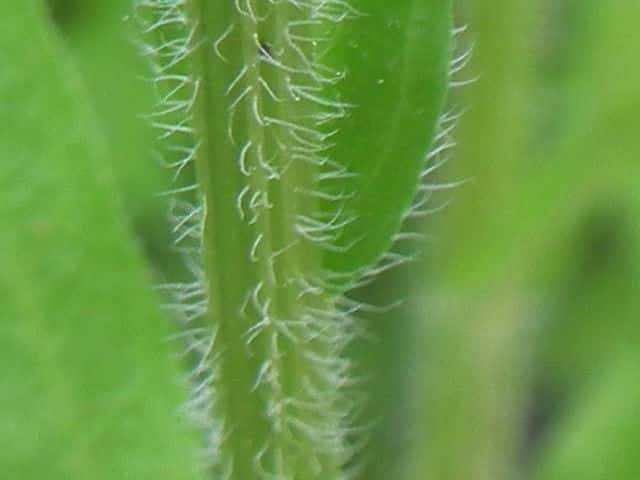 ヒメジョオン茎