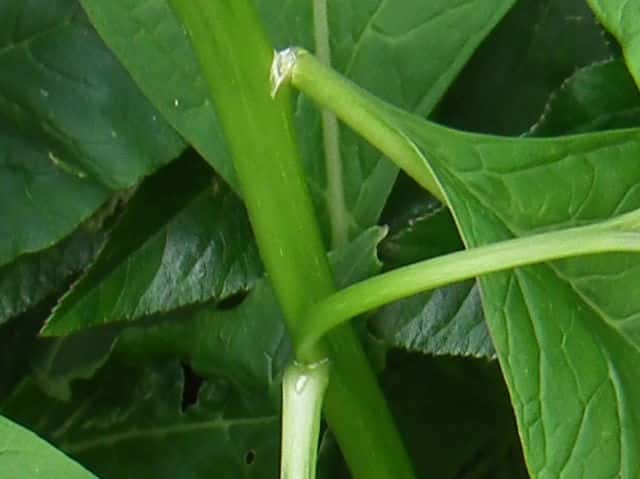 マルミノヤマゴボウ茎