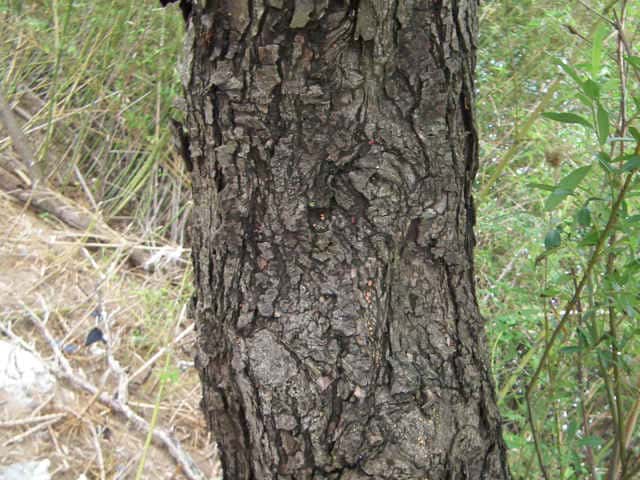 ヨシノヤナギ樹皮