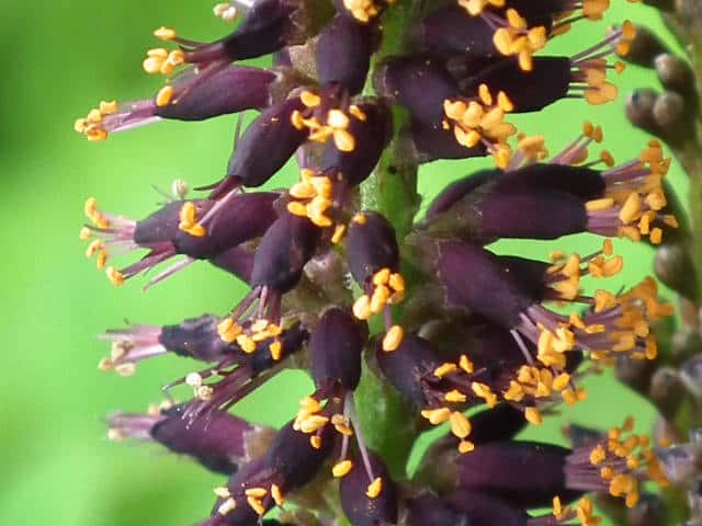 イタチハギ花
