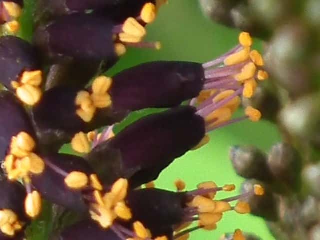 イタチハギ花