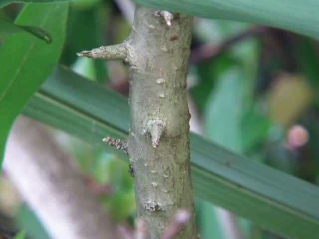 イボタノキ樹皮