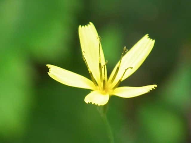 ニガナ花