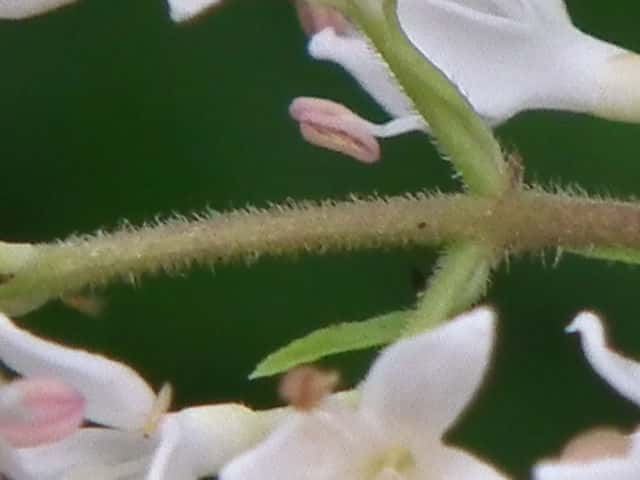 コミノネズミモチ花序枝