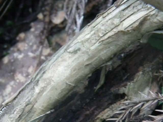 ウグイスカグラ樹皮