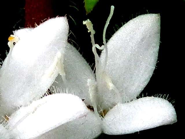 メリケンムグラ花