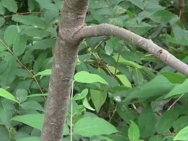 リュウキュウマメガキ樹皮