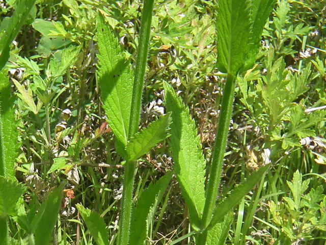 ダキバアレチハナガサ葉