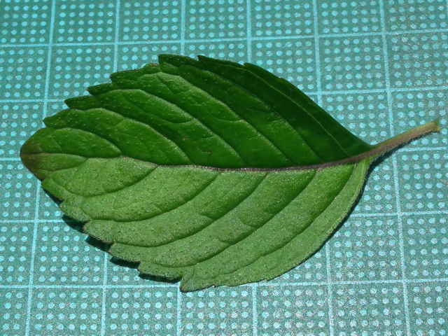 ヤマクルマバナ葉