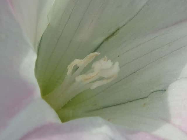 コヒルガオ花