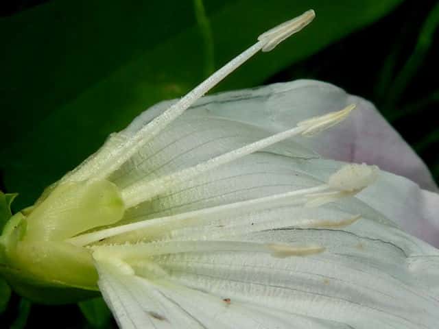 コヒルガオ花