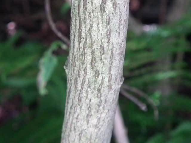 カントウマユミ樹皮