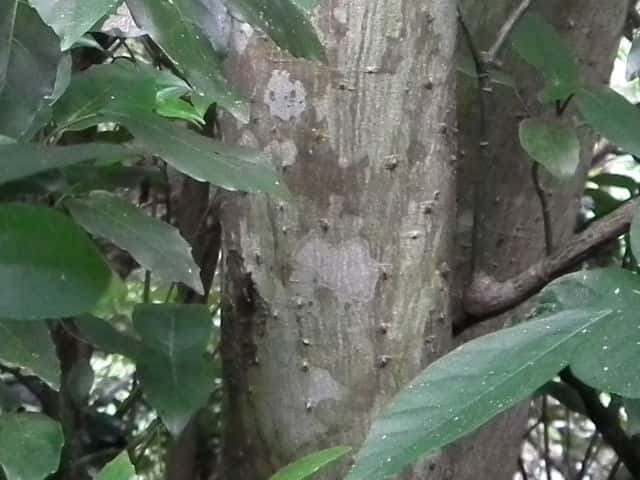 カラスザンショウ樹皮