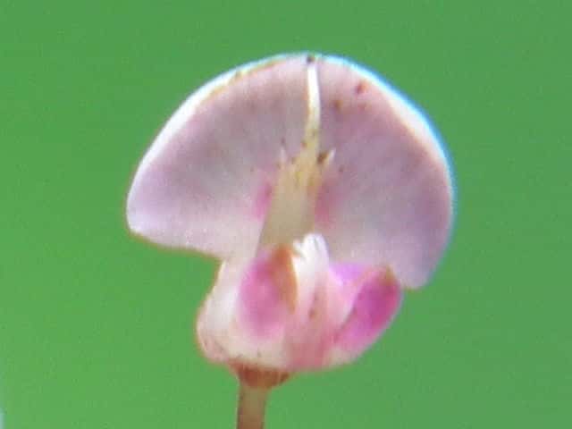ヌスビトハギ花