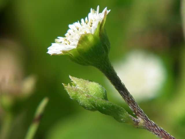 タカサブロウ花