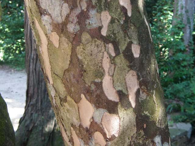 カゴノキ樹皮