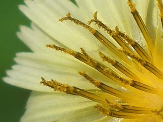 アキノノゲシ花