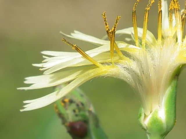 アキノノゲシ花