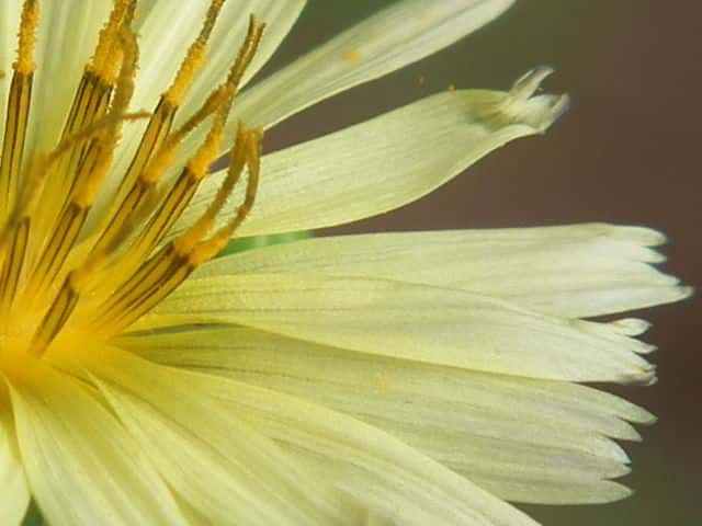 ホソバアキノノゲシ花