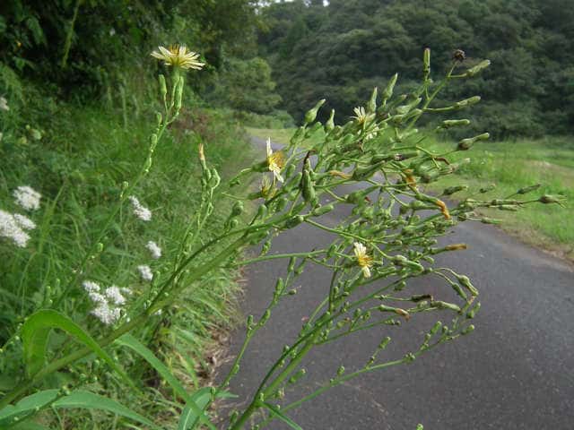 ホソバアキノノゲシ花序