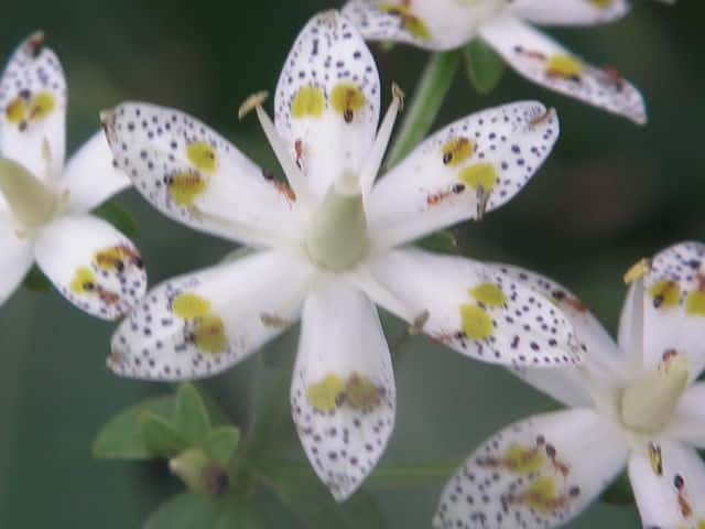 アケボノソウ花