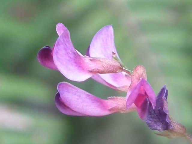 ヤマハギ花