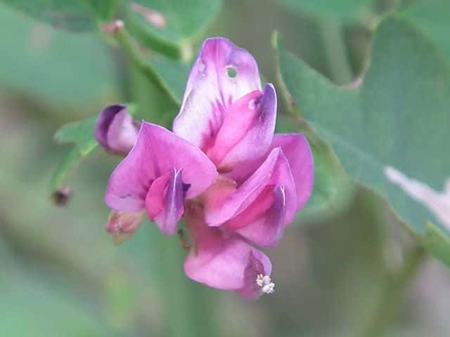 ヤマハギ花