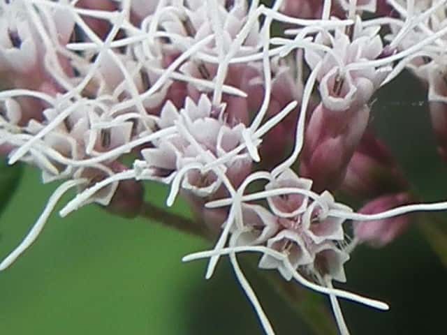 オオヒヨドリバナ花