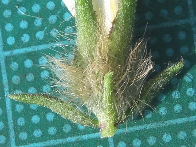 アメリカアサガオ萼苞