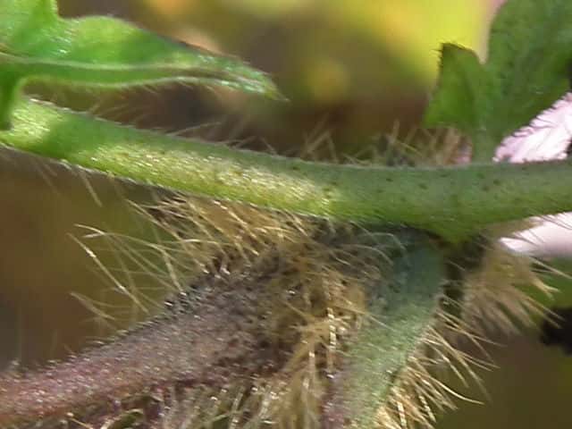 アメリカアサガオ茎