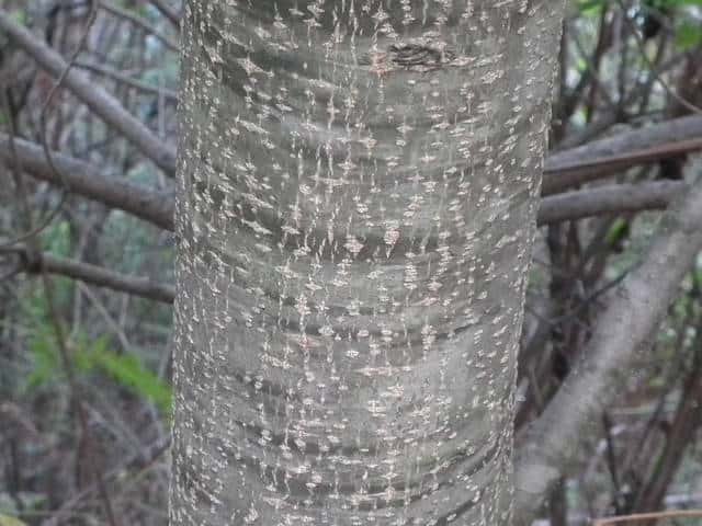 タマミズキ樹皮