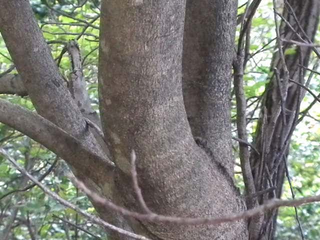 ヤマモモ樹皮