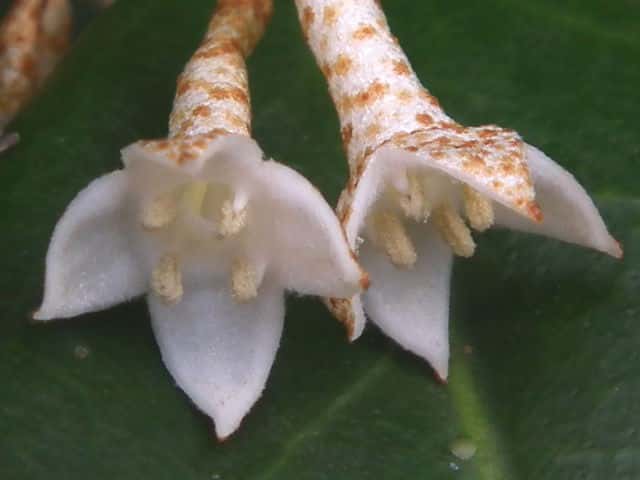 ツルグミ花