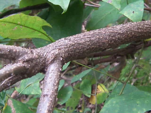 ニシキハギ樹皮