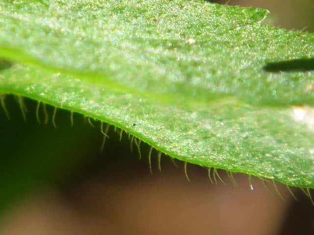 シラゲヒメジソ葉