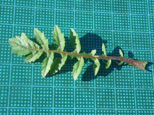 スカシタゴボウ葉