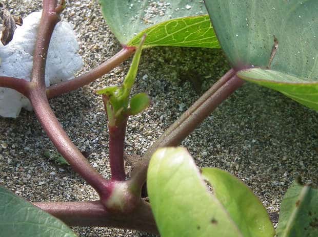 グンバイヒルガオ茎