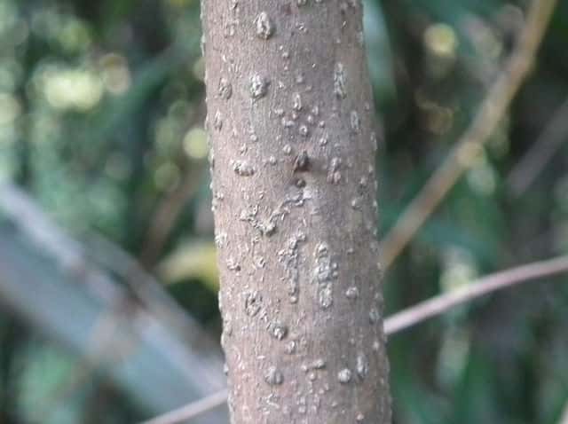 ムラサキシキブ樹皮