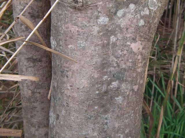 タラヨウ樹皮